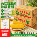 新鲜黄糯玉米真空包装速食玉米低脂粗粮代餐杂粮早餐包邮 福利专项 4棒 200g起/棒