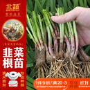 北蔬 山东寿光独根红韭菜苗紫根老品种 紫根韭菜根300棵源头直发包邮