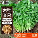 北蔬香菜种子苗大叶芫荽抗寒冬根四季菜籽 大叶香菜籽种子20g约2000粒