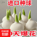 进口荷兰水培郁金香种球室内室外水养花卉植物盆栽四季耐寒五度球 混色5球（周长8-10cm）+营养液