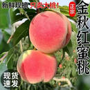正宗山东金秋红蜜桃蒙阴新鲜水果采摘桃子当季应季蜜桃脆桃脆甜 【人工甄选】单果100g+ 4-6粒