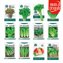 北蔬各种蔬菜种子大全四季生菜蔬菜籽秋冬季菠菜香菜小葱阳台