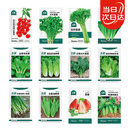 北蔬 各种蔬菜种子大全四季可种菜籽秋季菠菜生菜香菜小葱阳台