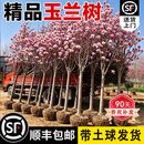 坤卉【精品】玉兰花树苗庭院别墅盆栽地栽四季花卉耐寒冷耐旱好养树苗 紫玉兰【推荐】 【精品】3公分粗（带土球发货）