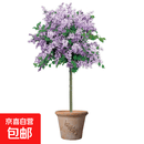 丁香花苗盆栽四季浓香庭院耐寒欧洲丁香花树苗花卉绿植物紫丁香苗 嫁接棒棒糖树形2公分粗 不含盆