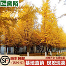黛陌 银杏树苗南北方种植银杏苗白果苗庭院绿化苗白果树苗占地绿化苗 12公分粗 银杏树