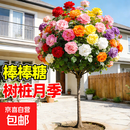 棒棒糖树桩月季花苗四季植物花卉老桩玫瑰花树苗开花阳台果汁庭院 双色品种   多季开花 直径1.5--2厘米粗高60到80cm