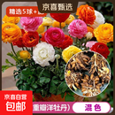 重瓣花毛茛洋牡丹种球多年生盆栽地栽庭院阳台室内室外花卉易成活 花毛茛/混色（周长8/9cm） 精选5球+肥