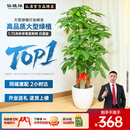 仙植缘【2小时同城】大型发财树盆栽客厅步步高升绿植办公室内开业乔迁 |约1.75米|步步高发财树|白瓷盆 专车送货 更快更好