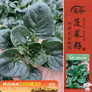 寿禾趴地菠菜种子苗秋冬耐寒农家自种蔬菜种籽 潍丰本鲜趴地菠种子25g