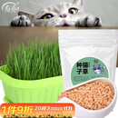 寿禾 猫草种子小麦苗土培水培猫零食草籽 潍丰猫草种子200g