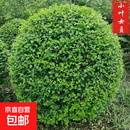 球型植物绿植冠状冬青球黄杨树球石楠球茶梅球金森女贞圆球形绿化 小叶女贞球【60厘米冠幅】带土球发货