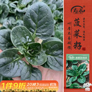 寿禾趴地菠菜种子苗秋冬耐寒农家自种蔬菜种籽 潍丰本鲜趴地菠种子25g