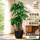 Only you【2小时达】发财树大型盆栽绿植花卉室内客厅办公室开业乔迁生日 步步高发财树