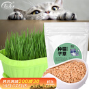 寿禾 猫草种子小麦苗土培水培猫零食草籽 潍丰猫草种子200g