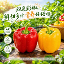 京鲜生【美食大赛同款】山东双色彩椒净重3斤装单果200g+柿子椒源头直发