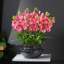 玫绚特大颗文心兰开花香养不死室内盆栽绿植花卉净化空气 玫红色 6苗种好绿色陶瓷盆 请看详情页图