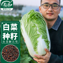 寿禾 北京新三号大白菜种子秋季蔬菜种籽青菜家庭阳台 北京新三号白菜种子10g