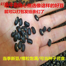 特产优联广西马山土黑豆又叫黑饭豆黑眉豆老品种肾形五谷杂粮 5斤