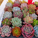 萌肉居多肉植物桌面盆栽绿植DIY花卉多肉裸根随机多肉10棵源头直发