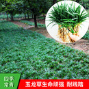 咏幻正宗小型矮生麦冬玉龙草苗庭院四季常青户外耐阴地被草坪植 正宗日本矮麦冬/玉龙草1000棵