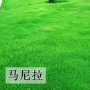 青上青进口草坪种子草籽四季常青矮生免修剪草种子绿化护坡草籽耐寒耐踏 马尼拉1斤【庭院绿化】