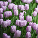 左家花园5个郁金香种球大球自然球 荷兰进口郁金香种子水培土培耐寒花卉 糖果王子 5球11-12cm