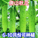 唐山秋瓜种子水果黄瓜花瓜阳台盆栽四季大田用种高产黄瓜蔬菜种籽 唐山秋瓜种子 甄选贰包约100粒