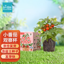 IAM City Farmer小番茄种子儿童种植小盆栽学生植物观察杯发芽生长趣味diy植物