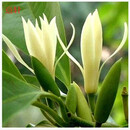 意轩白兰花盆栽黄桷兰嫁接白兰花苗十里飘香兰花树苗黄兰盆栽地栽苗 白兰5年苗【带花苞】