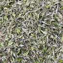 福鼎白茶2022年福鼎管阳春茶花香白高山日晒白茶散茶装500克厂家 2022白牡丹22-3