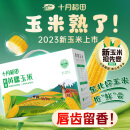 十月稻田 23年新玉米 鲜食黄糯玉米 2.2kg(220g*10) 东北黄甜糯 杂粮礼盒