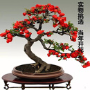 昊兰诺四季开花日本重瓣海棠花盆栽花卉观花植物室内盆景树桩大花苗 精品海棠老桩(造型)