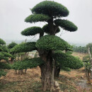 瑞轹对接白蜡树造型庭院别野树桩地栽老桩盆栽精品联系16518962888 实物为准【对接白蜡1.5米高】