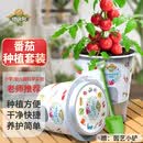 德沃多番茄种子DIY儿童趣味种植盆栽套装学生植物观察幼儿园圣女果