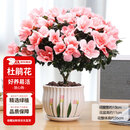 花翁杜鹃花盆栽花卉带花苞绿植 大号粉色杜鹃(郁金香瓷盆)源头直发