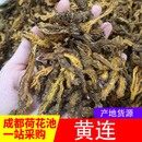 四川黄莲100g黄连鸡爪莲茶粉黄莲中药茶 黄莲中药茶