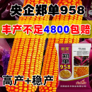 壮汉农科院国审玉米种子大全郑单958高产矮杆抗倒抗旱大棒新品种苞谷 活秆成熟【3斤】南北通种芽率高