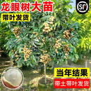 龙眼树苗石硖大乌圆四季龙眼果树果苗桂圆树苗盆栽庭院龙眼树大树 四季龙眼 十年苗