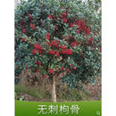 晨际枫麦萱无刺枸骨树苗工程庭院绿化苗金玉满堂球鸿运果树四季常青树 冠幅1.5米左右