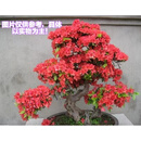瑰季杜鹃花盆景老桩五彩杜鹃大颗万紫千红杜鹃花 映山红 带盆栽好