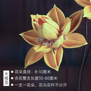 美学黑客禅意中式玄关客厅样板间干花花束真花天然干莲蓬荷花落地装饰摆设 2支黄色木槿莲 主图