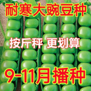 中豌11号9号矮杆水果甜碗豆种子超矮秋冬季蔬菜种子不搭架早熟籽 ##耐寒大粒甜豌豆种【无需搭架】 **新品种-500克【3天】