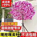 玉兰花树苗紫玉兰树地栽庭院行道树绿化苗木地栽开花树苗南北种植 精品紫推荐：10公分【树形优美】