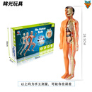 纳仕达人体骨骼模型套装steam科教中小学生早教DIY组装手工玩具 全身人体模型(彩盒)