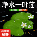 水培一叶莲浮萍迷你水草净化水质鱼缸造景睡莲花水生水养花卉植物 一叶莲 【5片装】尺寸8-11厘米