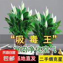 【热销款】白掌一帆风顺盆栽水培植物室内花绿植红掌发财树吸甲醛 【店主推荐】特级白掌6-8株带花+早安盆+营养液