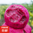 【特价大果】正宗广西红心火龙果金都一号新鲜采摘现摘现发 特价热卖 带箱5斤 （单果300g+）