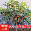 无花果树果苗特大果波姬红带果矮化盆栽四季结果南北方阳台可种植 波姬红品种-5年苗【当年结果】