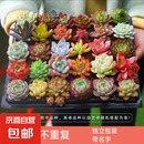 多肉植物组合3-5厘米卷好盆栽耐干旱好养新手基地玉露绿植盆栽 【不重复3-5cm】28棵多肉有玉露